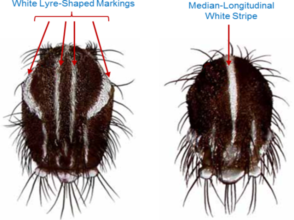 Side-by-side close views: Aedes aegypti has curved white lyre markings, while Aedes albopictus has one straight white stripe along its back